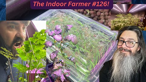 The Indoor Farmer #126! Finished Wheat Grass From Stewart Micro Greens!