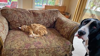 Great Dane Complains The Cat Is Napping On Her Chair