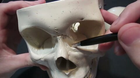 Identification of Bony Landmarks - Orbit Bone (Skull)