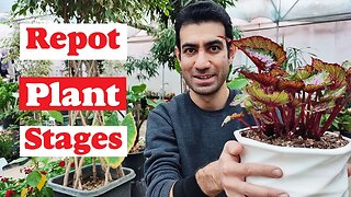 Repot plant stages | How to repot plants step by step easily?