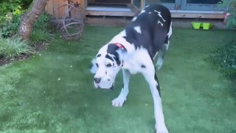 High energy Great Dane can't stop playing with ball