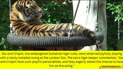Zac and Crispin, two endangered Sumatran tiger cubs, were observed joyfully playing