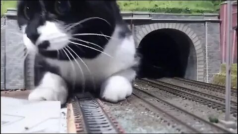 Cute Cat comes out of train tunnel. Tjooooot !!!!