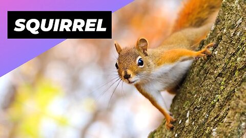 Squirrel 🐿 One Of The Most Intelligent Animals In The World #shorts