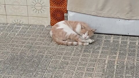 Siesta Miau Miau 😴