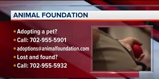 Appointments at Animal Foundation