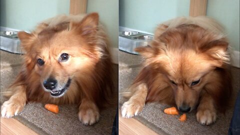 Pufi, the German spitz loves carrot