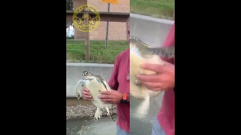 Saved a Young Sea Turtle - Florida Fish Hunter