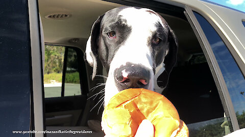Excited Great Danes Love Going For McDonald's Kid's Burgers Treat