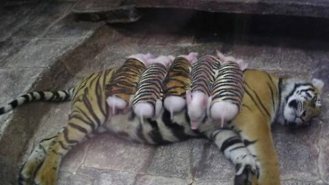 Tigresa adota leitõezinhos e os cria como se fossem seus filhotes
