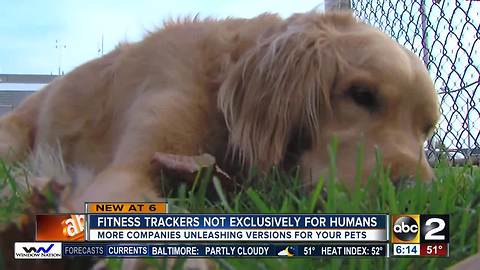 Fitness trackers no longer exclusive to humans; new collars measure your pet's activity