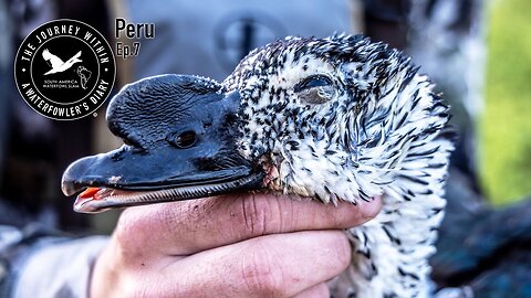 Knob-Billed Duck in Peru, Number 14 | The Journey Within, South America Waterfowl Slam
