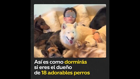 Vive con 18 perros: ¿cómo duerme en estas condiciones?