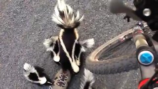 Skunks, their sounds and how cute they are!