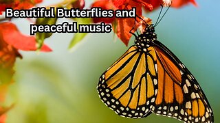 Serenading Nature: Beautiful Butterflies And Peaceful Music