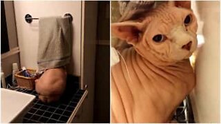 이 고양이는 목욕할 때 숨는 장소가 있습니다