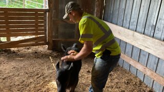 Playing with our orphaned calf Daisy!