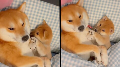 Shiba inu baby dog on camera for the first time ( please looks the Amezing video once)