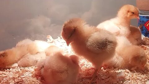 Week Old Chicks