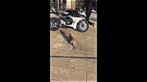 rider with cat _race _racelover _ktmlover_dukelover_trending_topbs. _status_viral_ short_shorts _fyp