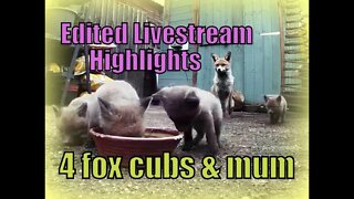 🦊Foxy Family Spring Watch - urban fox feeding with 4 cubs & face to face magpie confrontation
