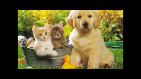 OMG Super cute Best funny cats and dogs Complition