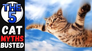 The 5 Cat Myths