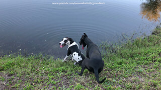 Great Dane Tries to Push Puppy Brother into the Pond