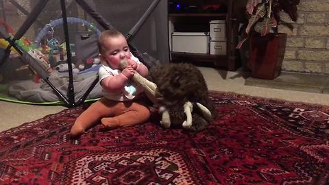 Baby Girl And Labradoodle Fight Over A Stuffed Rabbit