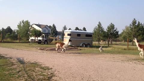 Funny Llama Chases A Dog