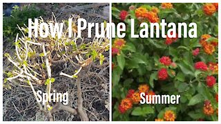 How I Prune my Lantana