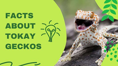 Fascinating facts about Tokay Geckos