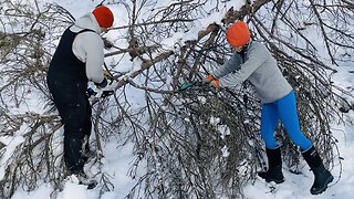 Big Mess, Little Chainsaws - Cleaning Up Pine Tree Blow Down