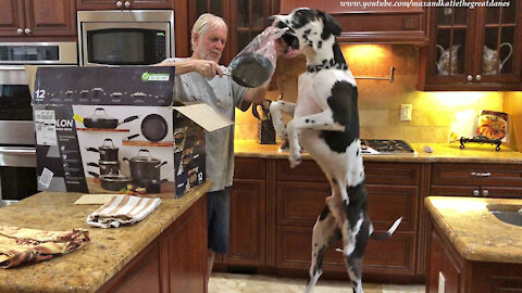 Bouncing Great Dane Is So Excited To See New Pots And Pans