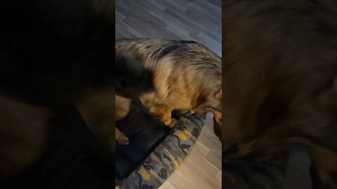 Dog's reaction to Good morning The famous dog reaction Dog تیدا خانم تیدا سگ تیدا سگ باهوش perro Dog