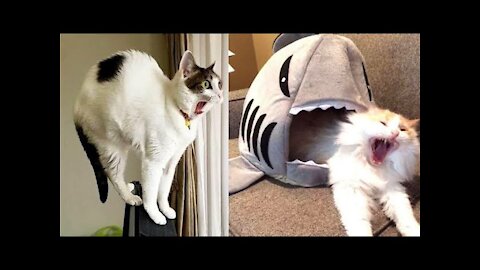 Amazing Cute Pets And Funny Animals Compilation 1