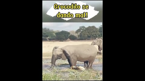 Elefante Ataca Crocodilo #shorts