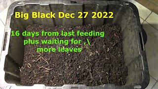 big black 16 day interval feeding dec 27 2022