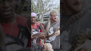 Snake TANGLES KSI and Logan Paul during their Australia Visit.
