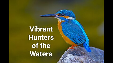 "Vibrant Hunters of the Waters: Exploring the Fascinating World of Kingfishers" #64