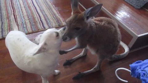 Attentive Kangaroo Joey Grooms Chihuahua Friend