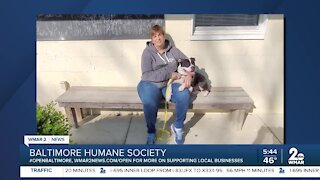 Gemma the dog is up for adoption at the Baltimore Humane Society
