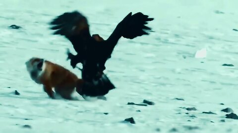 Danger Eagles Attack all Animal 🦴🦅