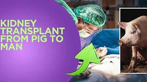 Transplanted Pig Kidney Alive in Dead Man