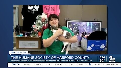 Humane Society of Harford County holding pop-up sale on October 17