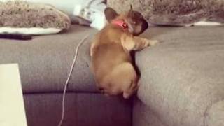 Determined puppy climbs up the lounge like a boss