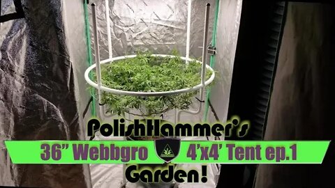 Webbgro System Geeklight FloraFlex Vivosun North Genetics Spacedust Cannabis Grow Ep1