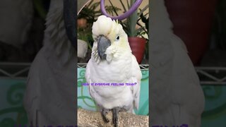Not you though right? #cutepets #parrot #cockatoo #shorts