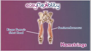 Hamstrings tightness FIXED!