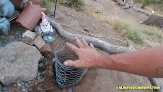 Making Gopher Cages For New Plant's